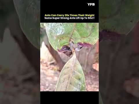 ANTS PICKING UP CRAZY HEAVY LEAVES! #shorts #trending #trendingshorts #shortvideo #viralvideo #viral