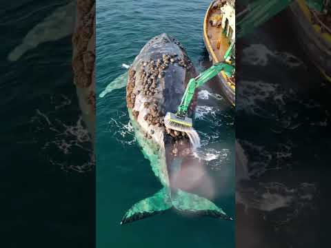 A Humpback Giant Whale need help rescue use clean Bigg Spray on U.S Ocean03 #ytshorts #whale #shorts