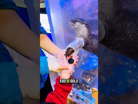 Esta Nutria Hace Regalos Fascinantes 😲❤️