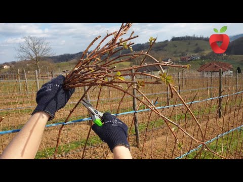 Orezivanje maline - Kako i kada orezati ranu ili kasnu malinu?