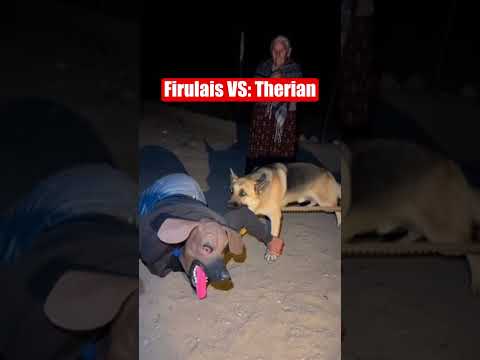 VIRAL 🐕🦺🤣 Firulais vs Therian. ¿A quién le vas?