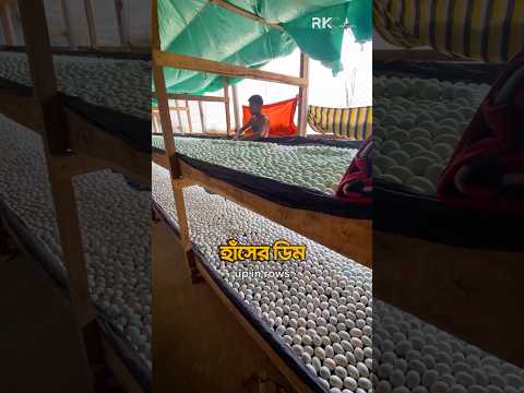 হাঁসের ডিম থেকে বাচ্চা ফুটানোর হারিকেন পদ্ধতি | Traditional Hurricane Method of Duck Egg Hatching