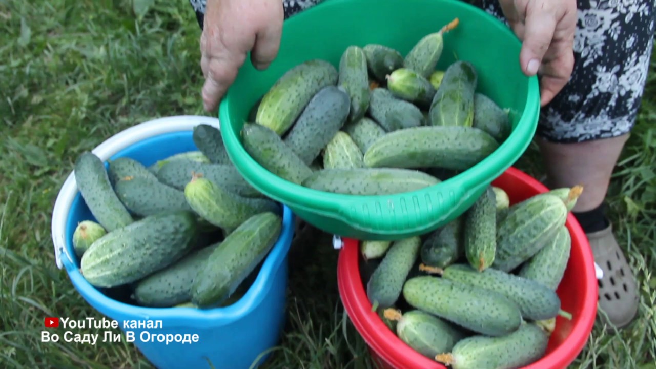 Огурцы собираю ведрами каждый день!