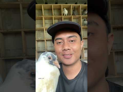 Merpati putih siapa ini ya🧐