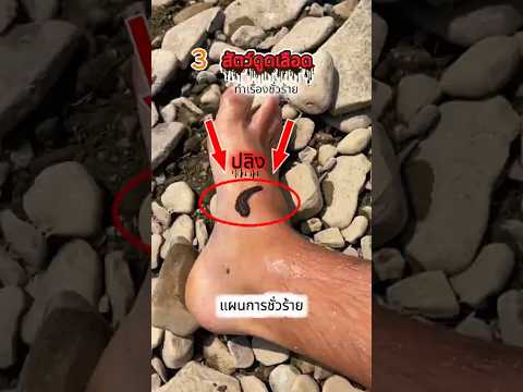 3 สัตว์ดูดเลือดตัวร้าย แผนชั่วร้ายของวายร้ายตัวแสบ