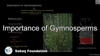 Importance of Gymnosperms