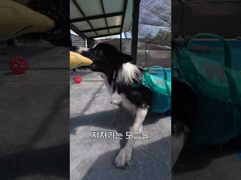 보더콜리를 지치게 하는 방법에는 여러가지가 있는데 #shorts #보더콜리 #bordercollie