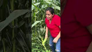 Si la vida nos elotes 