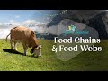 Exploring Food Chains and Food Webs in Ecosystems