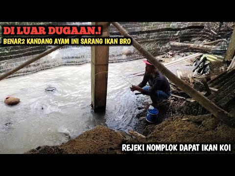 ASTAGA.! MANCING DI BAWAH KANDANG AYAM TERNYATA BANYAK IKANNYA || REJEKI NOMPLOK DAPAT IKAN KOI