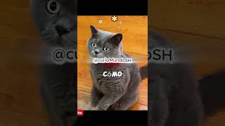 Gemelas Dejan al Gato en Shock 😂🐱