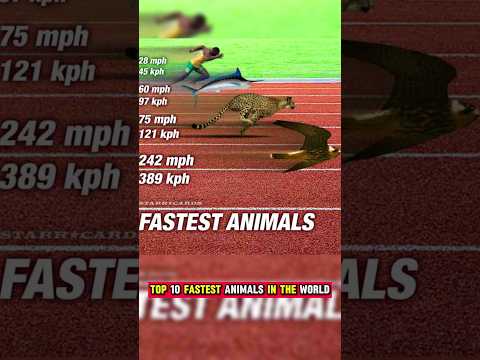 Top 10 fastest animals in the world 🌎   #falcon #cheetah #sailfish #horse #fish #rabbit #shortvideo
