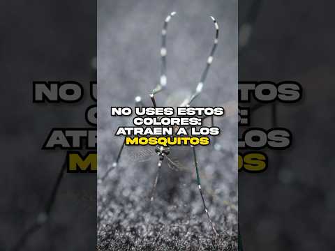 CUIDADO! Estos colores atraen a los MOSQUITOS 🦟 • #Datazo