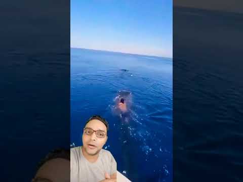 شاهد اغرب رجل يركب على ظهر الحوت AMAZING  !!!  Man riding on the back of a whale  #shorts