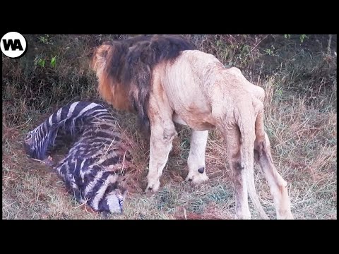 Самый Эпичный Камбэк Льва После Изгнания из Прайда