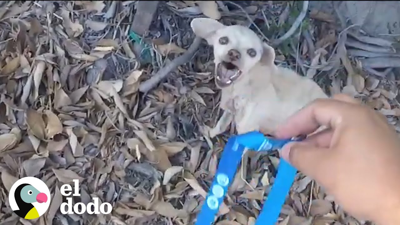 Aterrada chihuahua callejera encuentra hogar lleno de amor