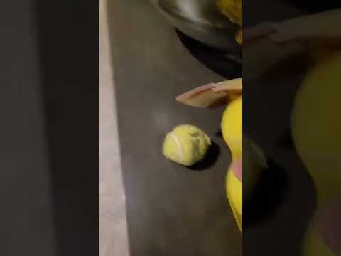 Growing pains for Captain #shorts #dogs #funny