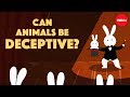 Animal Deception and Camouflage