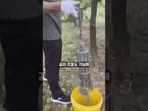 이거 없으면 견과류 수확할 때 매번 허리 아픕니다!