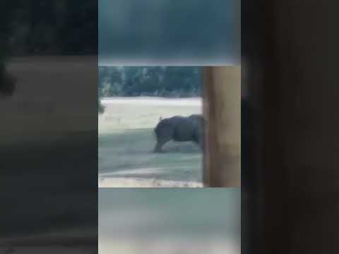 Rhino RAMPAGE! Kusini Takes on Small Car in EPIC Park Showdown