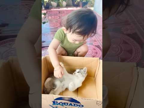 Dari kecil suka ganggu kucing sma kk ratu 🤣 #shortvideo #shortsviral #shortsvideo #reels #fyp