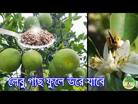 এখনই লেবু গাছে এটা না দিলে শীতে ফুল আসবে না বেশি /  Lemon Plant care before winter / Roof Gardening