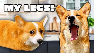 Talking Dog is Missing His LEGS 😱😫😫