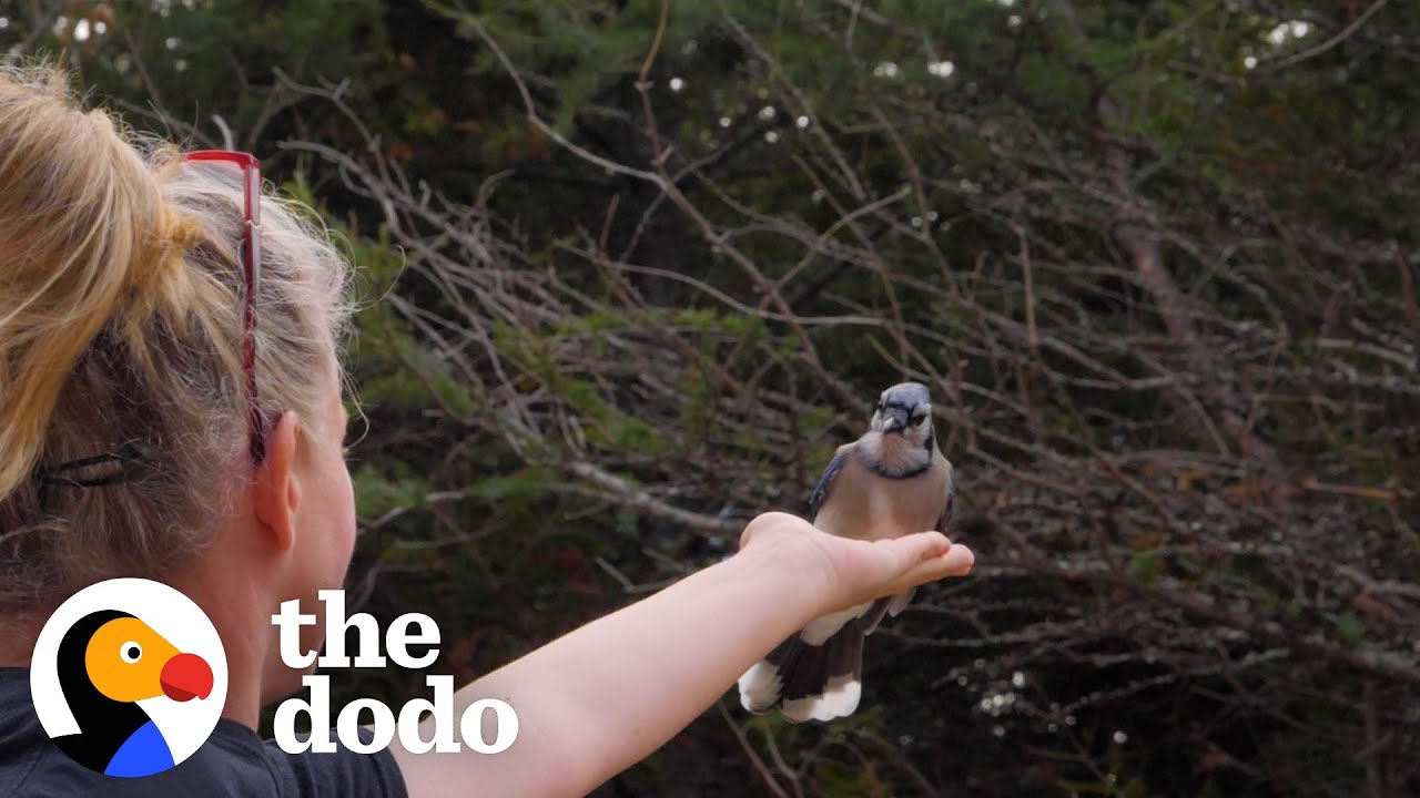 Woman Makes Friends With Wild Blue Jays Is So Surprised When She Moves To A New Home