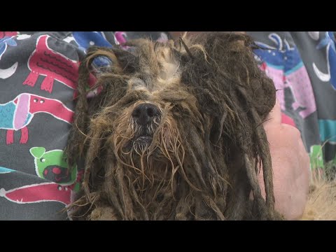 YouTube video thumbnail: Humane Society of Missouri Rescues More Than 150 Dogs From Christian County Hoarder House