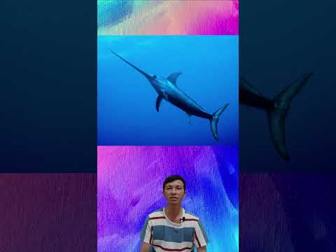 Chàng trai bị cá kiếm đ.â.m #shorts #swordfish #animals #satisfying
