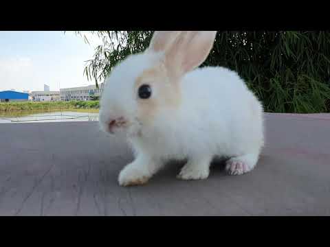 MONSTROUSLY STUPID decision to MY RABBIT SOO Cute She Play With Camera To Take Her Lovely