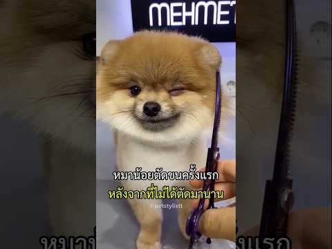 เจ้าหมาน้อยไม่ได้ตัดขนมานาน เจ้าของพึ่งพามันไปร้านตัดขน