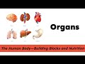 Human Body Systems and Functions