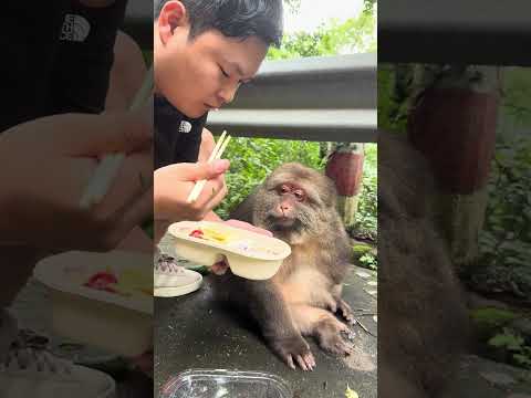 What XingXing gonna eat today?