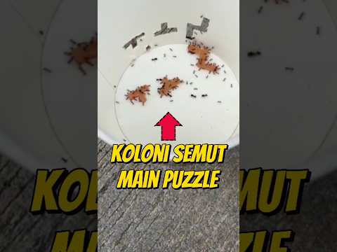 TANTANG KOLONI SEMUT MAIN PUZZLE 🧩 #eksperimen #kolonisemut #semut #semuthitam #shorts