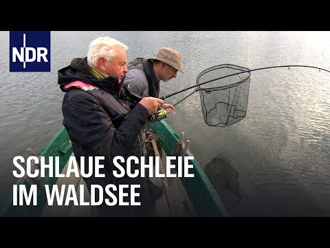 Drei Tage, drei Waldseen, drei Fischarten | Rute raus, der Spaß beginnt! | NDR Doku