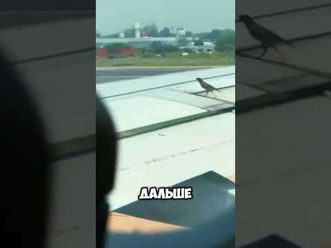 Птицы в невесомости