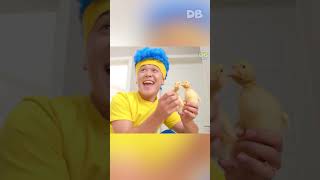 Cha-Cha Finds the Ducklings! | D Billions VLOG English #shorts #forkids