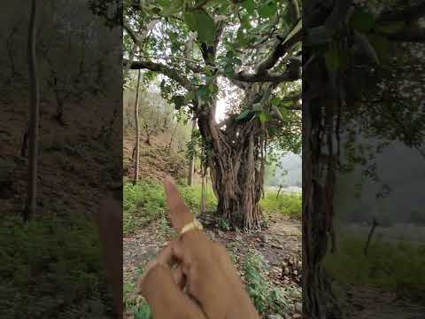 भालू ने पत्थर फेंके । Tiger Territory में रह रहे मजदूरों की आप बीती कहानी । कैसे रहते हैं जंगल में