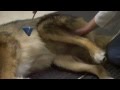Pet Neurological Health Assessment