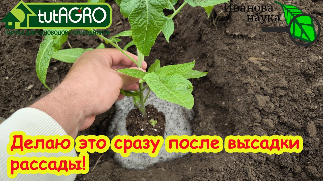Как не испортить рассаду томатов сразу после посадки. Делаю это сразу после посадки и очень доволен!