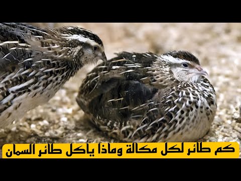 كم طائر سمان في المكالة؟ وماذا يأكل طائر السمان؟ 🐣🔥 أسرار لا يعرفها المربون الجدد!