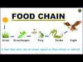 Understanding Food Chains