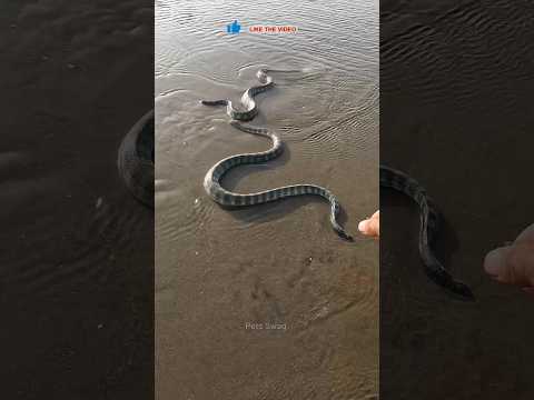 OMG! Most Vanomous Snake Life Saved 😱