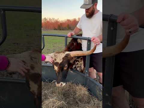 What Happened? #animals #farming #cow #shortsfeed