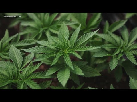 YouTube video thumbnail: Verify: What's the Difference Between Cannabis Products?