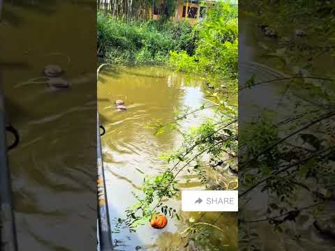 Muốn gãy cần với con quái thú này rồi ae ơi. #fishing #shortvideo #cothebanchuabiet
