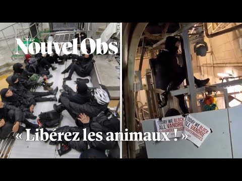 Cause animale : des militants bloquent six abattoirs en France et aux Pays-Bas