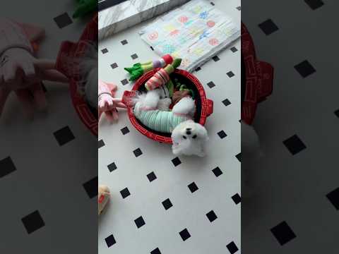 tiếp những ngày đèn đỏ của an an.#pets #cutedog
