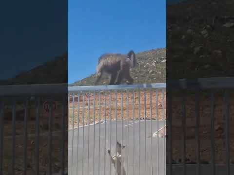 The baboon is going to have a snackthe animal world of the weak and the strong  dogzi  baboon